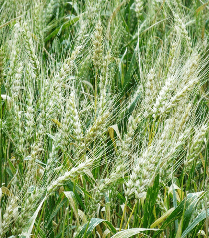 Agri-business Development Support